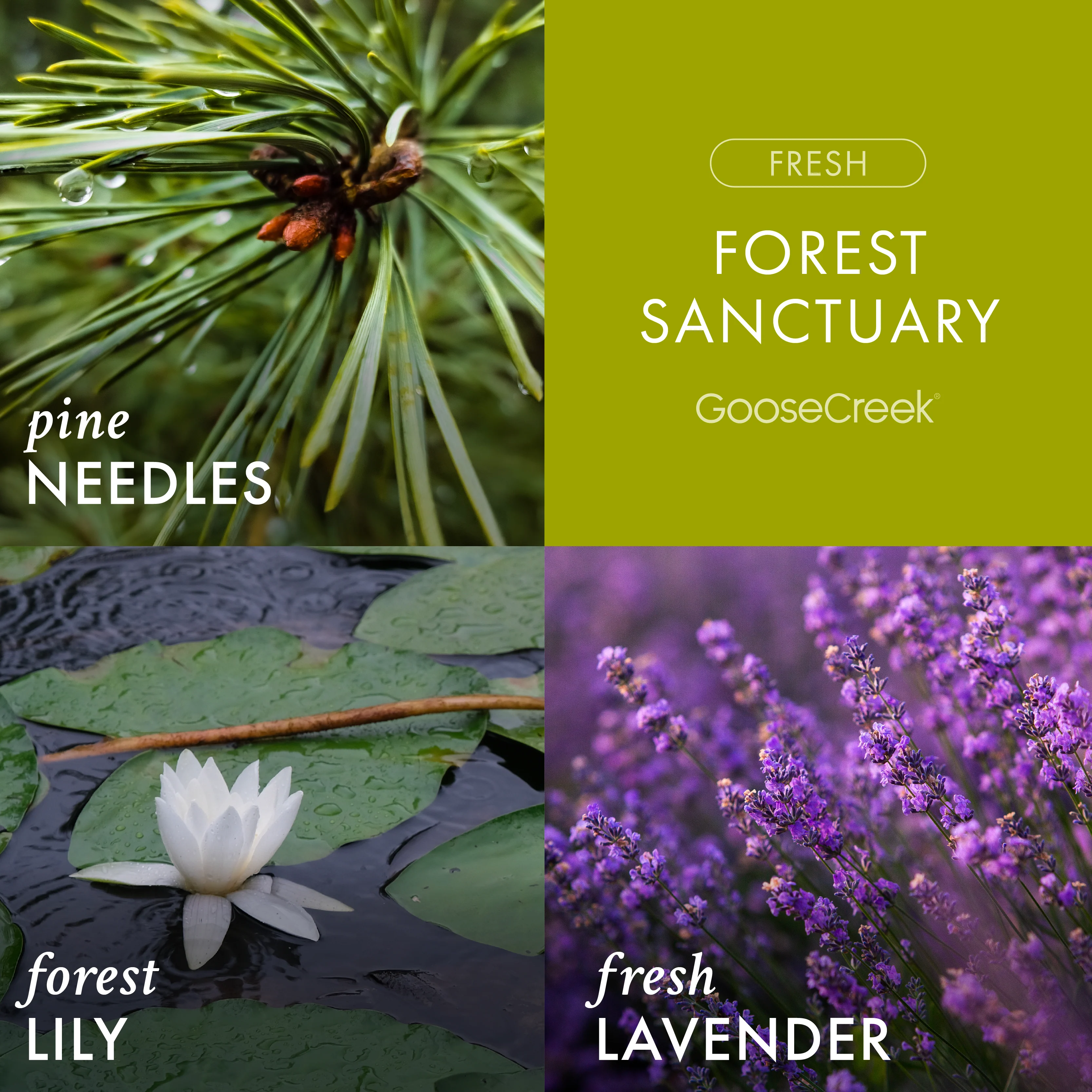 Forest Sanctuary 3-Wick Candle - Image 2