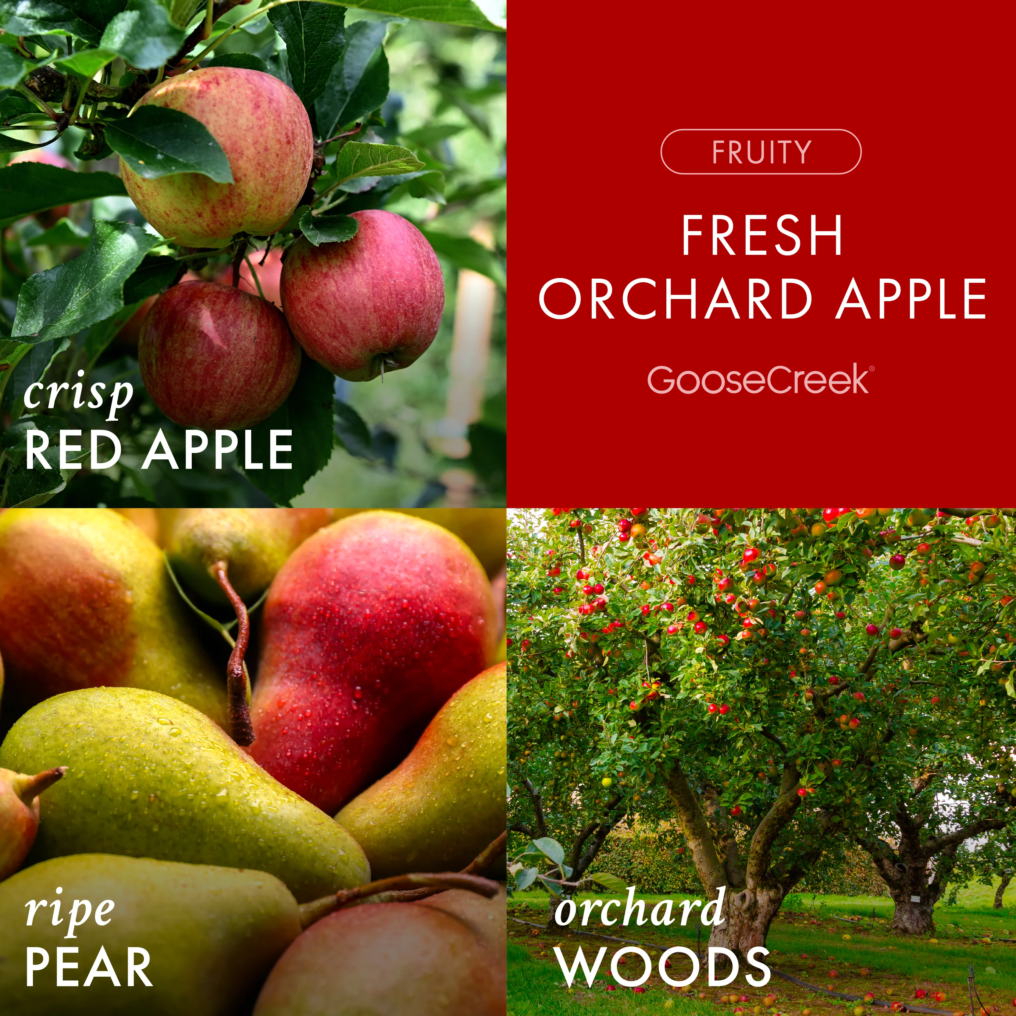 Fresh Orchard Apple 3-Wick Candle - Image 2